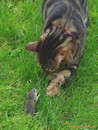 CATS