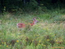 deer through the screen