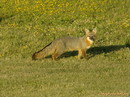 fox