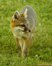 foxy