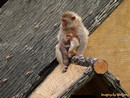 on the roof