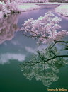 pale reflections