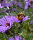 feeding bee