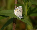 karner blue